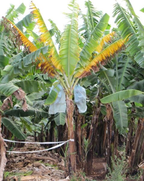Detection of Banana Diseases Using Mobile-Based Deep Learning Models