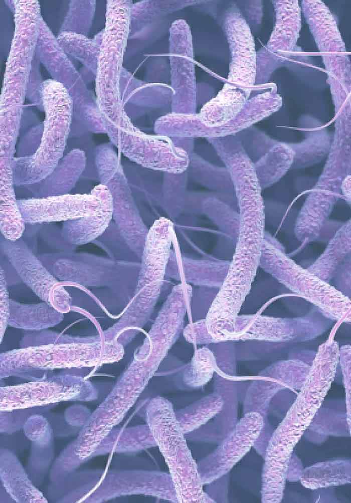 Cholera Prediction Solution