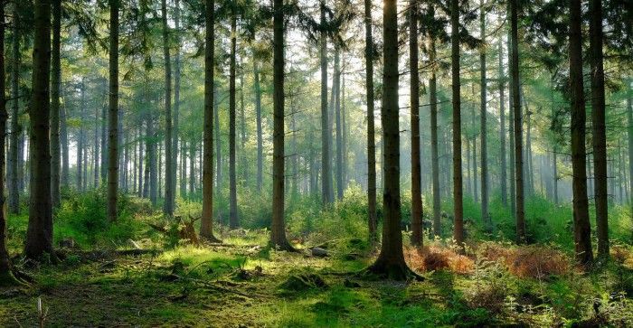 How to Use Tree-Based Algorithms for Machine Learning